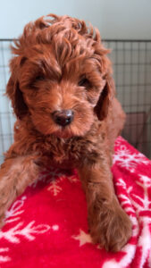 Happy Tail Doodles - Puppy 4
