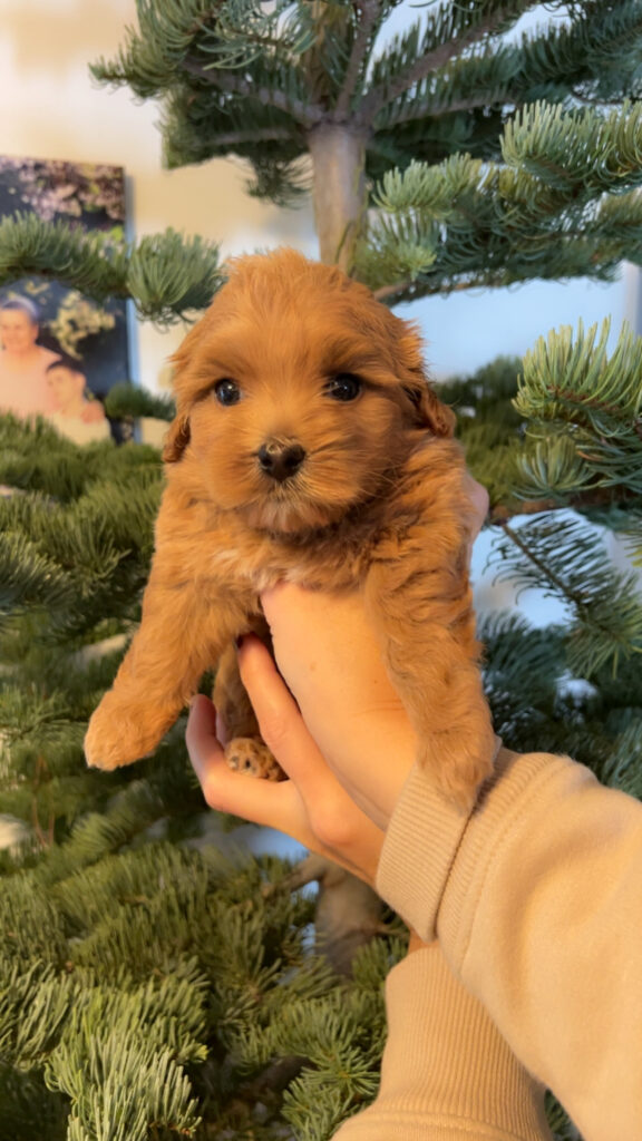 Happy Tail Doodles - Previous Puppy 1