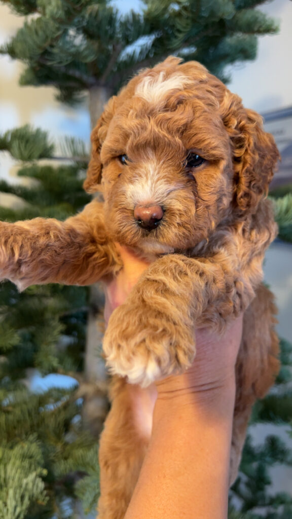 Happy Tail Doodles - Previous Puppy 2
