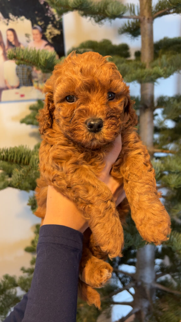 Happy Tail Doodles - Previous Puppy 6