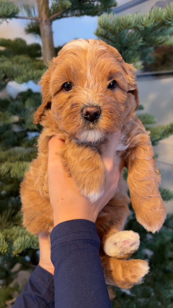 Happy Tail Doodles - Previous Puppy 5