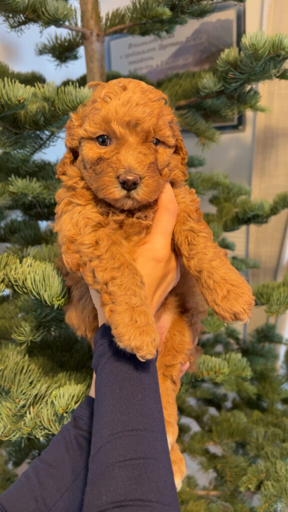 Happy Tail Doodles - Previous Puppy 4