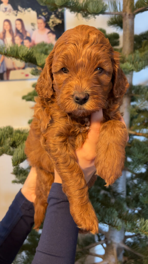 Happy Tail Doodles - Previous Puppy 3