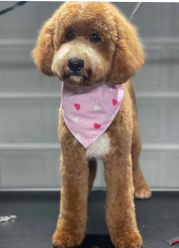 Happy Tail Doodles - Lusy