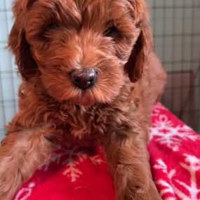Happy Tail Doodles - Puppy 4