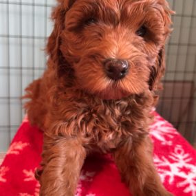 Happy Tail Doodles - Puppy 3