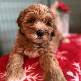 Happy Tail Doodles - Puppy 2
