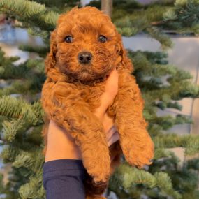 Happy Tail Doodles - Puppy 6