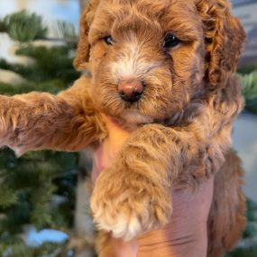 Happy Tail Doodles - Puppy 5