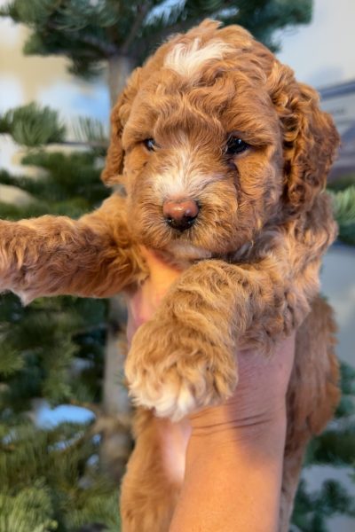 Happy Tail Doodles - Puppy 5