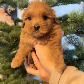 Happy Tail Doodles - Puppy 1