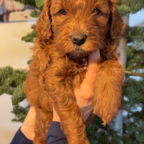 Happy Tail Doodles - Puppy 8