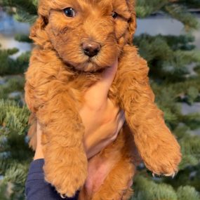 Happy Tail Doodles - Puppy 7